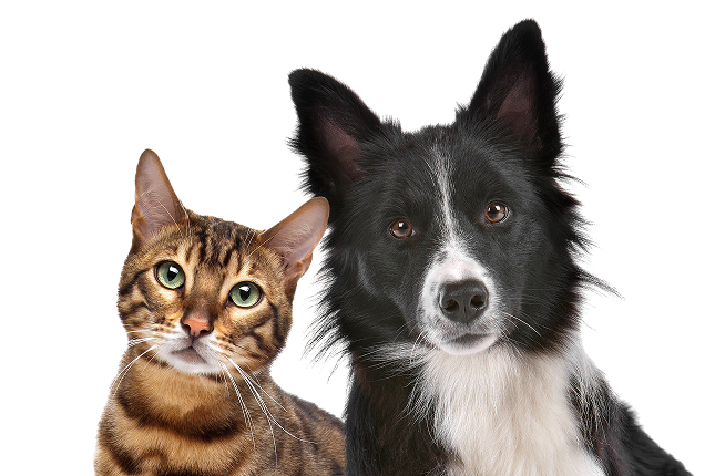 form pets