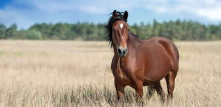 Bay horse close up on summer yellow field