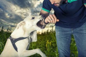 dog about to bite a man's arm