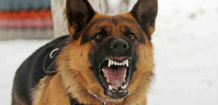 snarling dog