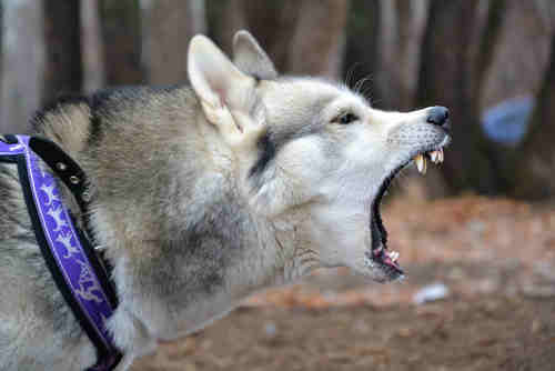 Snarling dog