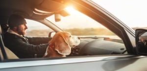 Driving with dog in car law