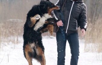 A dog jumping to bite a woman on the arm