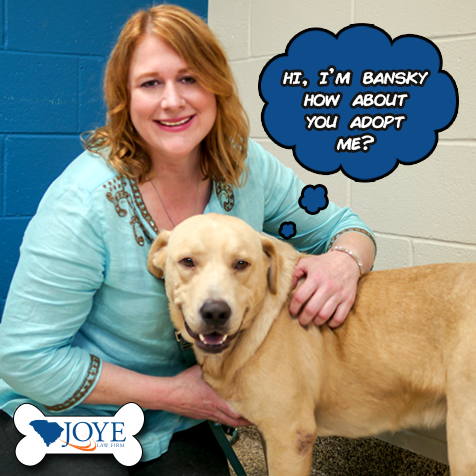 Joye Charleston Animal Society