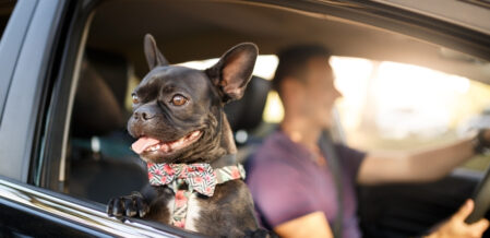 never leave your dog in your lap while you drive