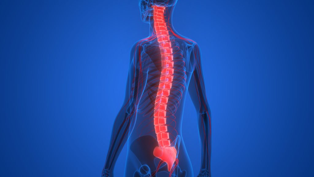 Body with Spinal Cord highlighted to represent spinal cord injuries