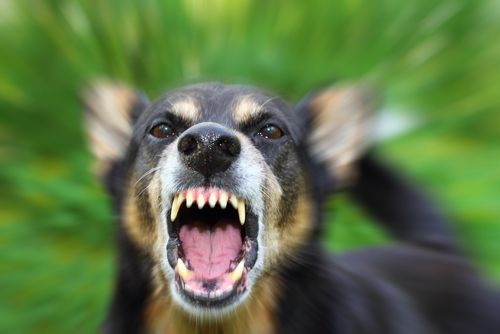 image of dog with mouth open showing teeth