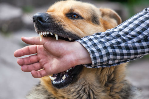 dog about to bite a mans hand