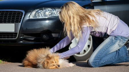 pet car accident