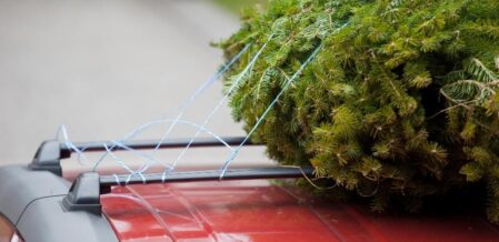 Christmas tree strapped to the top of a car