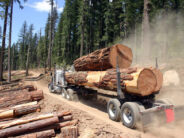 big long truck loaded with big logs