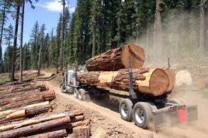 big long truck loaded with big logs