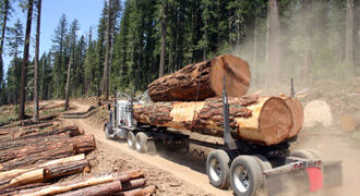 big long truck loaded with big logs