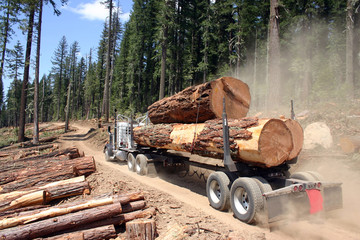 big long truck loaded with big logs