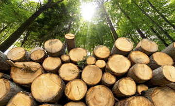 pile of logs