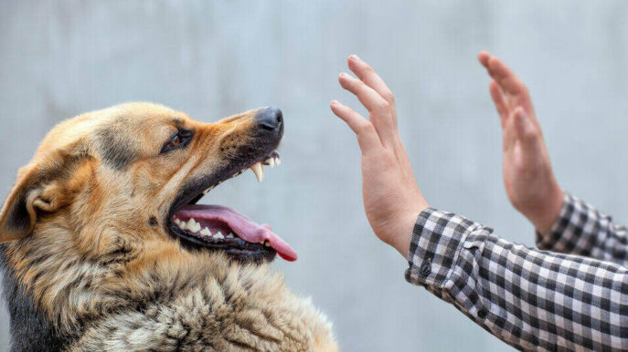 Dog bite lawyer in Summerville SC