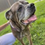 Joye Law Firm Presents $100,000 Memorial Contribution to Charleston Animal Society