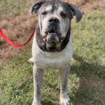 Joye Law Firm Presents $100,000 Memorial Contribution to Charleston Animal Society
