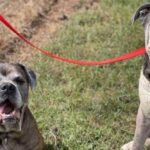 Joye Law Firm Presents $100,000 Memorial Contribution to Charleston Animal Society