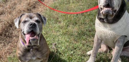 Joye Law Firm Injury Lawyers Presents $100,000 Memorial Contribution to Charleston Animal Society