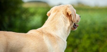 Image of a dog