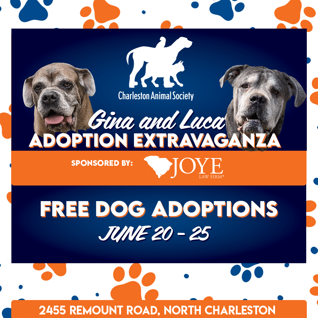 Free dog adoption