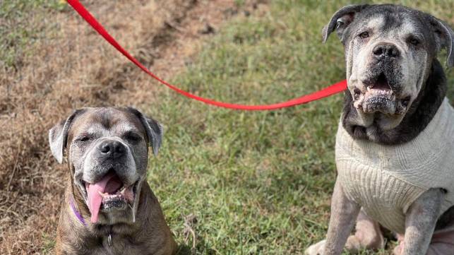 Charleston Animal Society Contribution