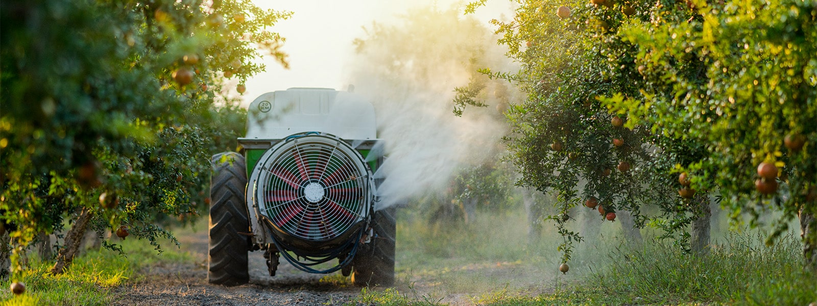 Truck spraying water on peach trees