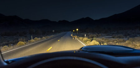 A deer at night spotted on the road in headlights