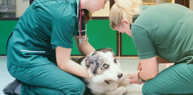 Veterinary technician restraining a large dog during an exam at a South Carolina animal hospital